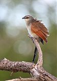 White-browed Coucal